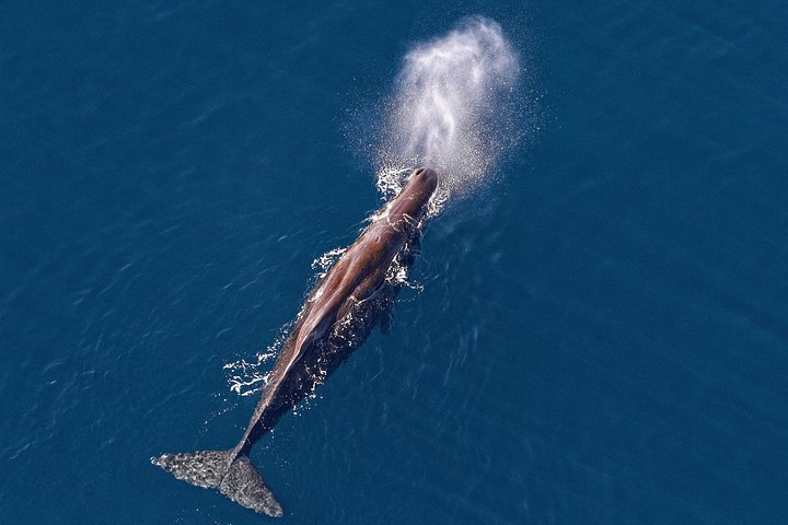 Montre classique de baleine de Kaikoura Helicopters